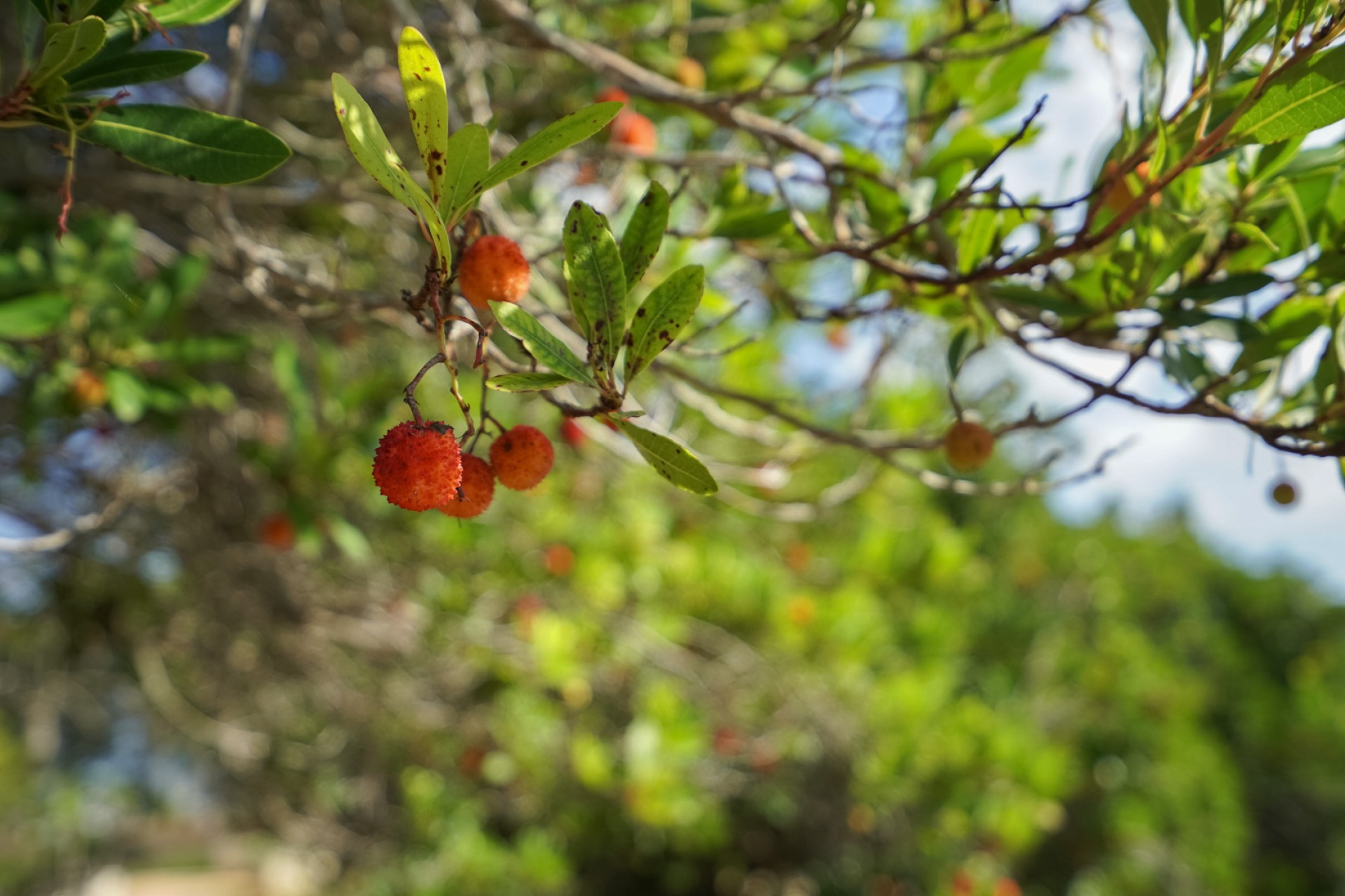 Herverkoop -  -
Jávea - La Lluca