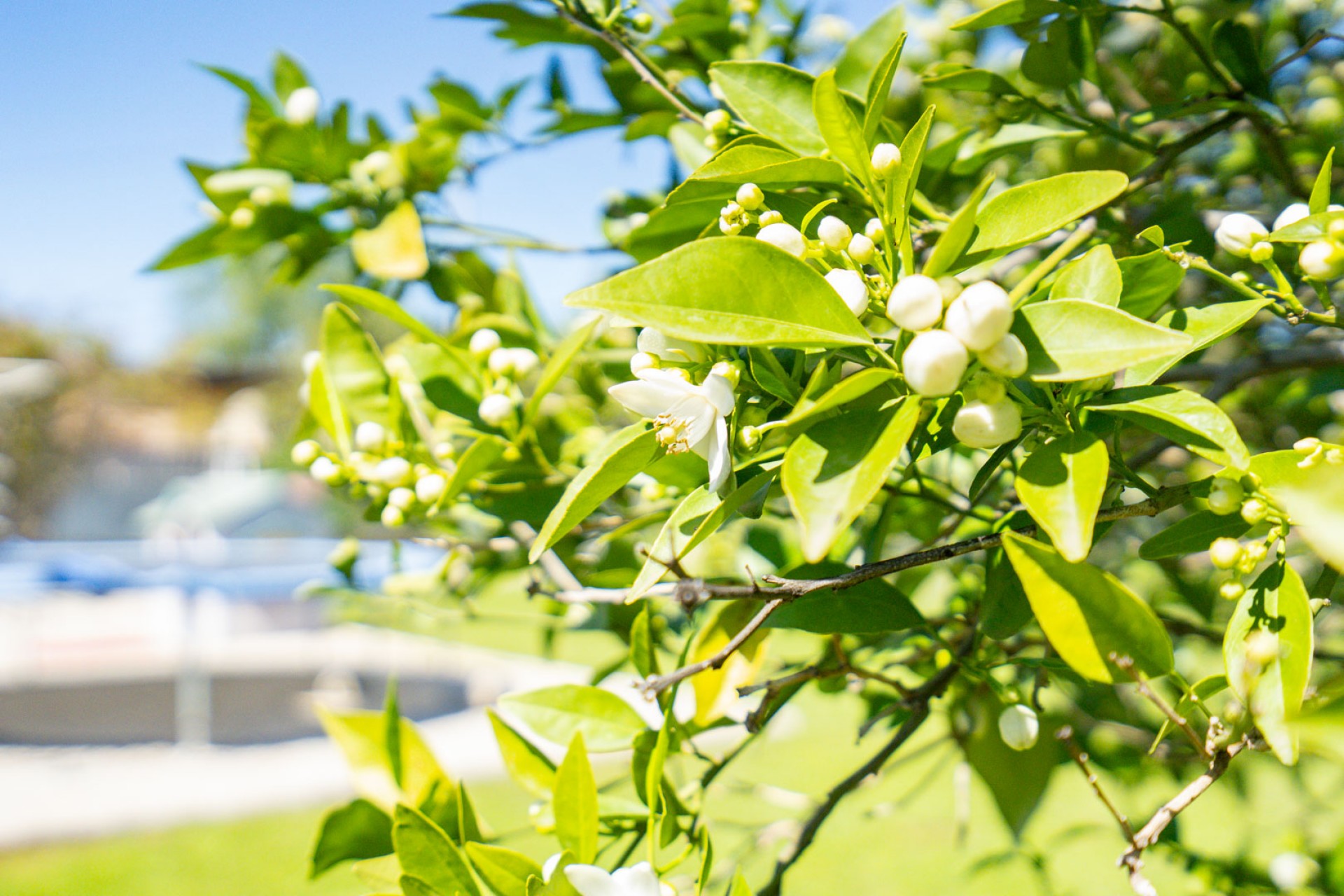 Herverkoop - Villa -
Denia - La Xara