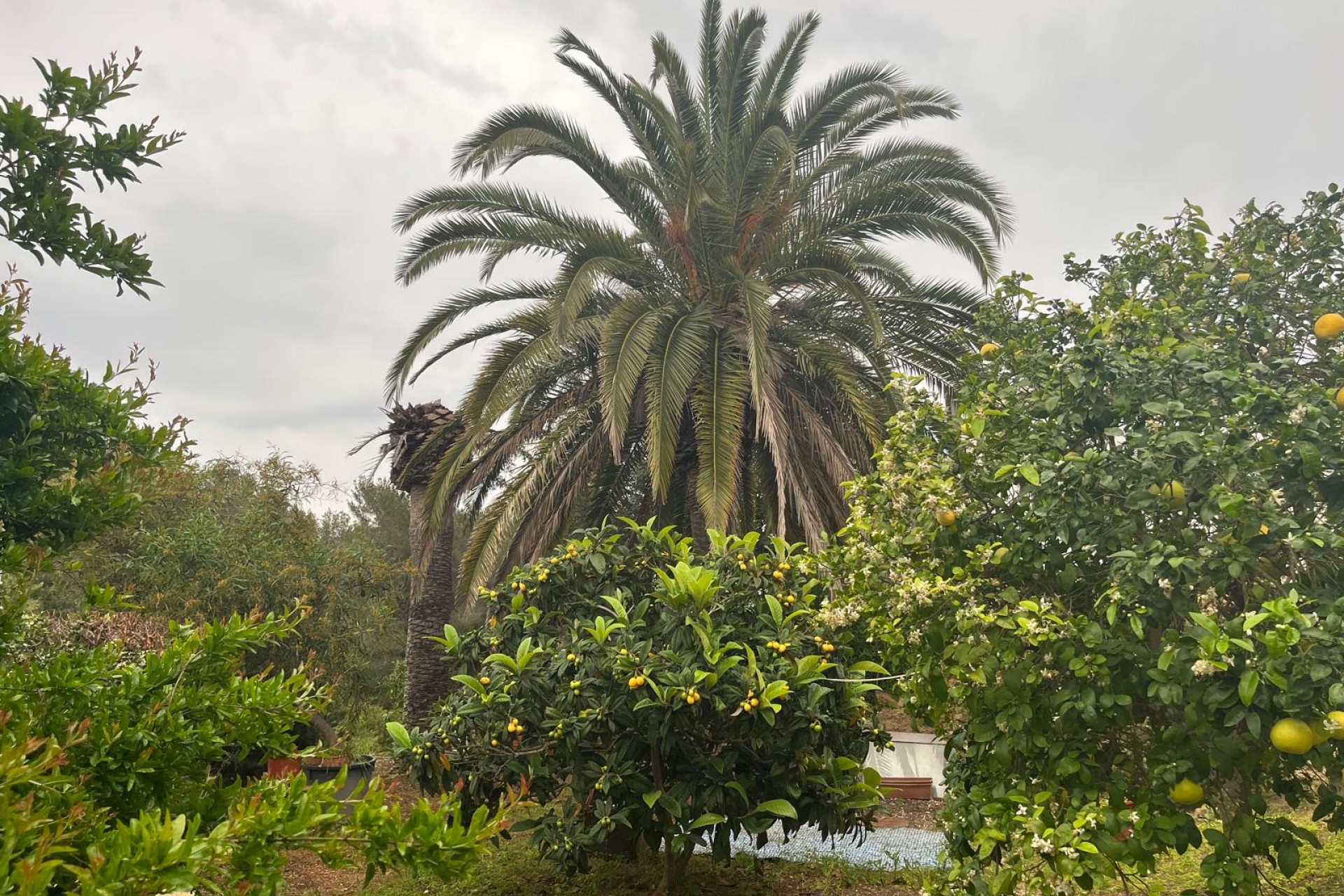 Herverkoop - Villa -
Jávea / Xàbia - Cap Martí - El Tossalet - Pinomar