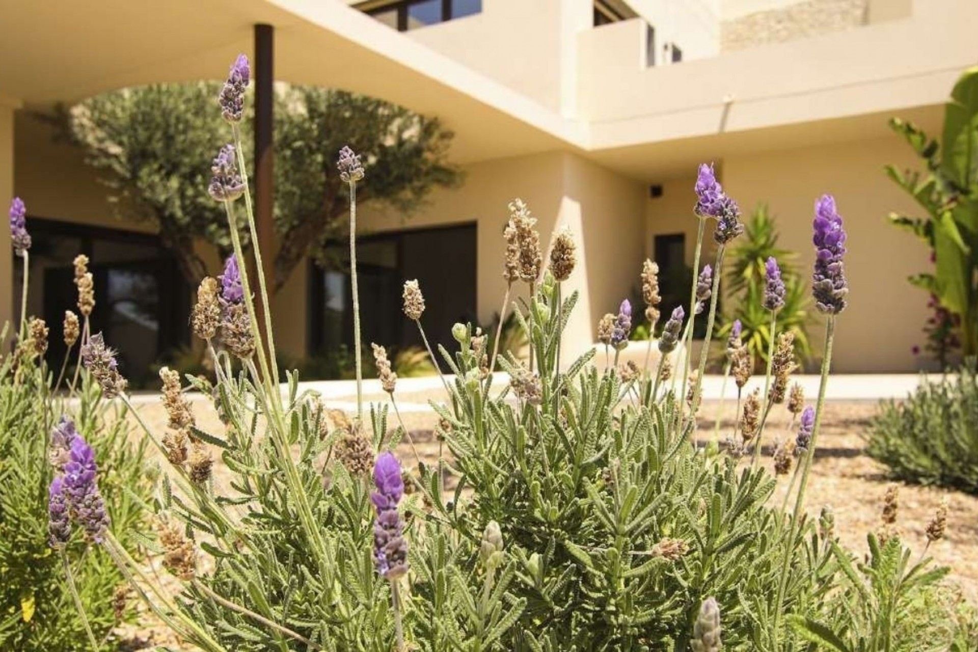 New Build - Villa -
La Marina