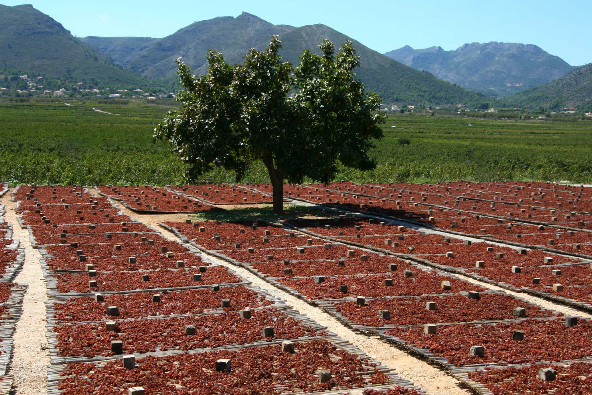 Nouvelle construction - Villa -
Lliber