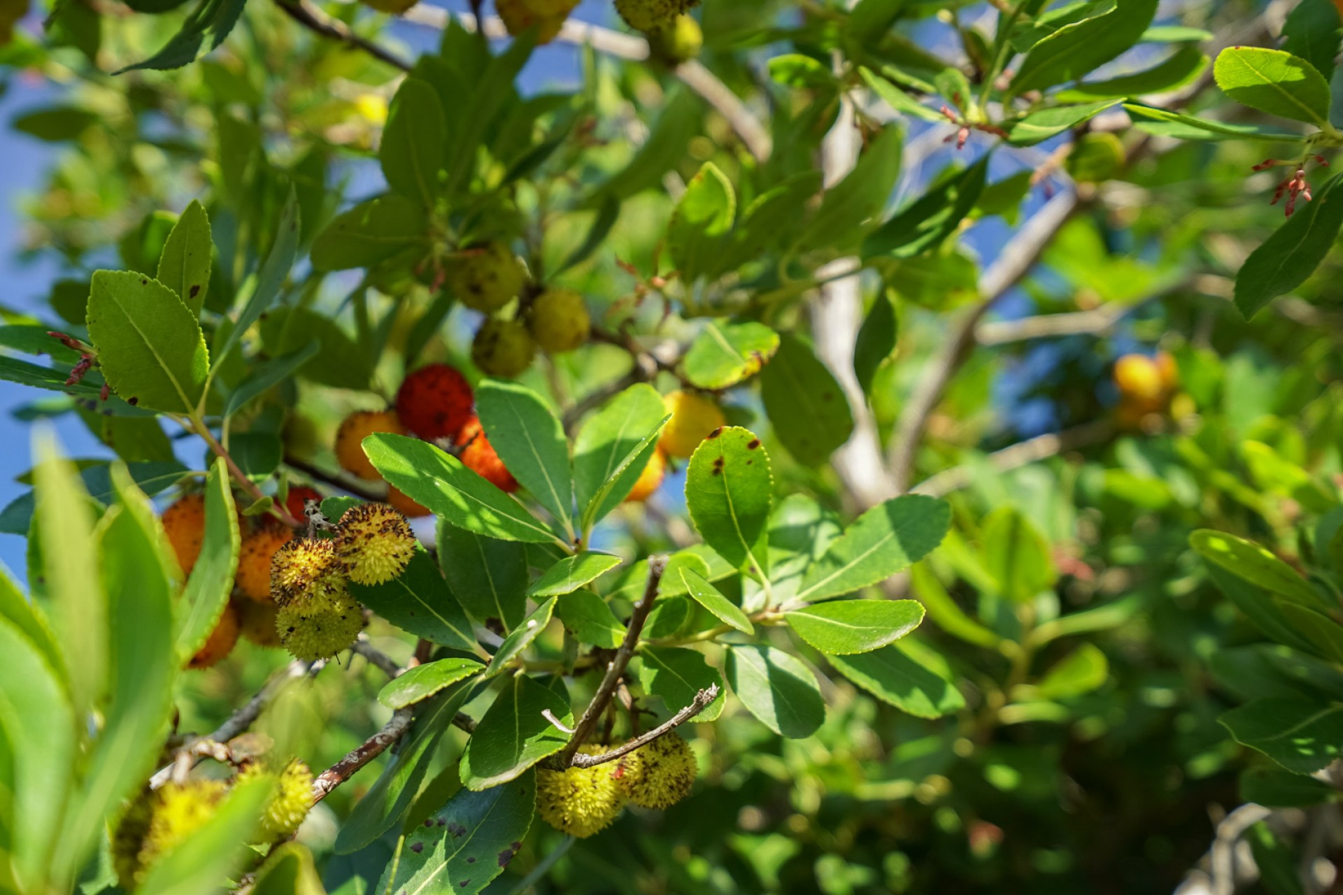 Resale - Land -
Jávea - La Lluca