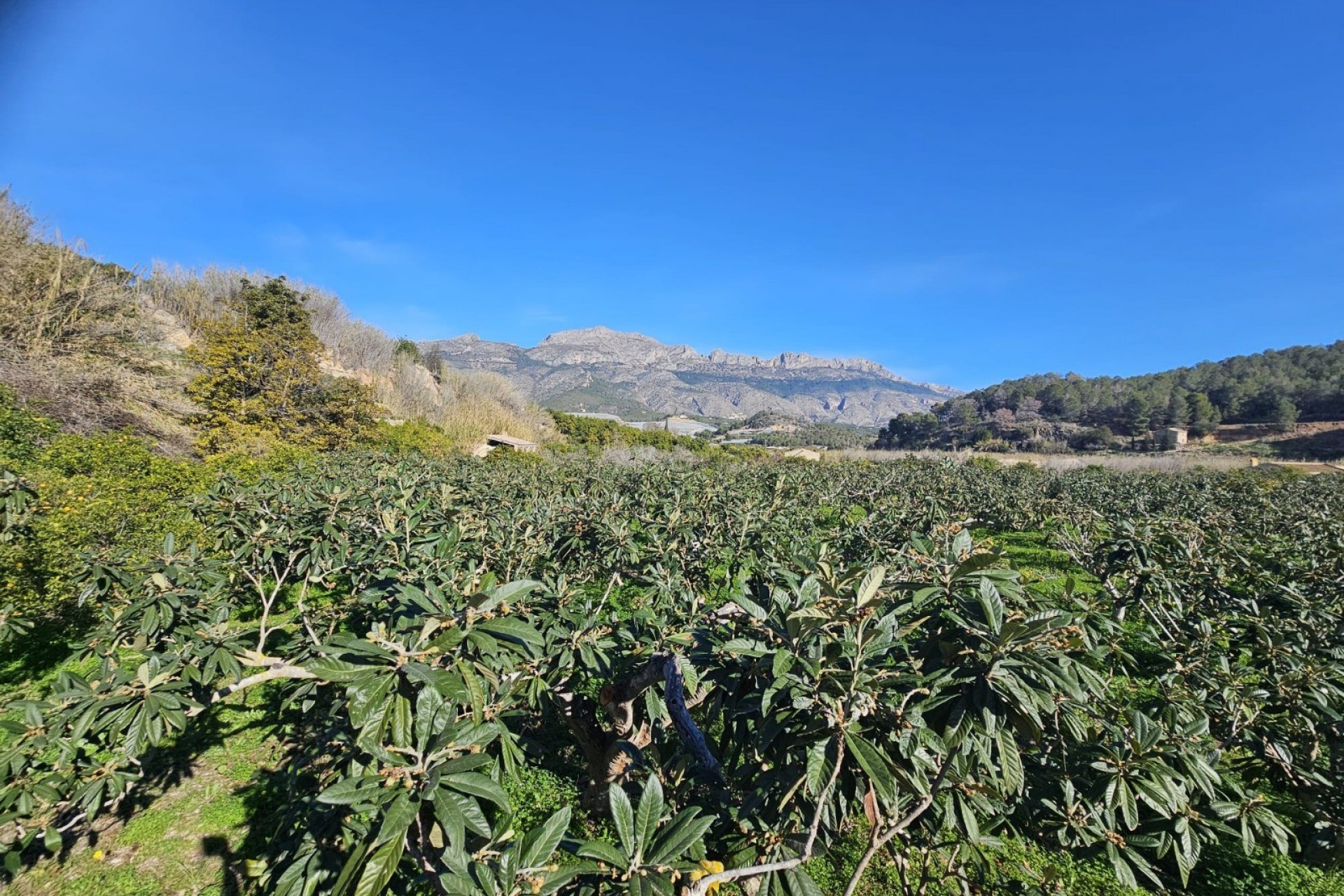 Resale - Rustic House -
Callosa De Ensarrià