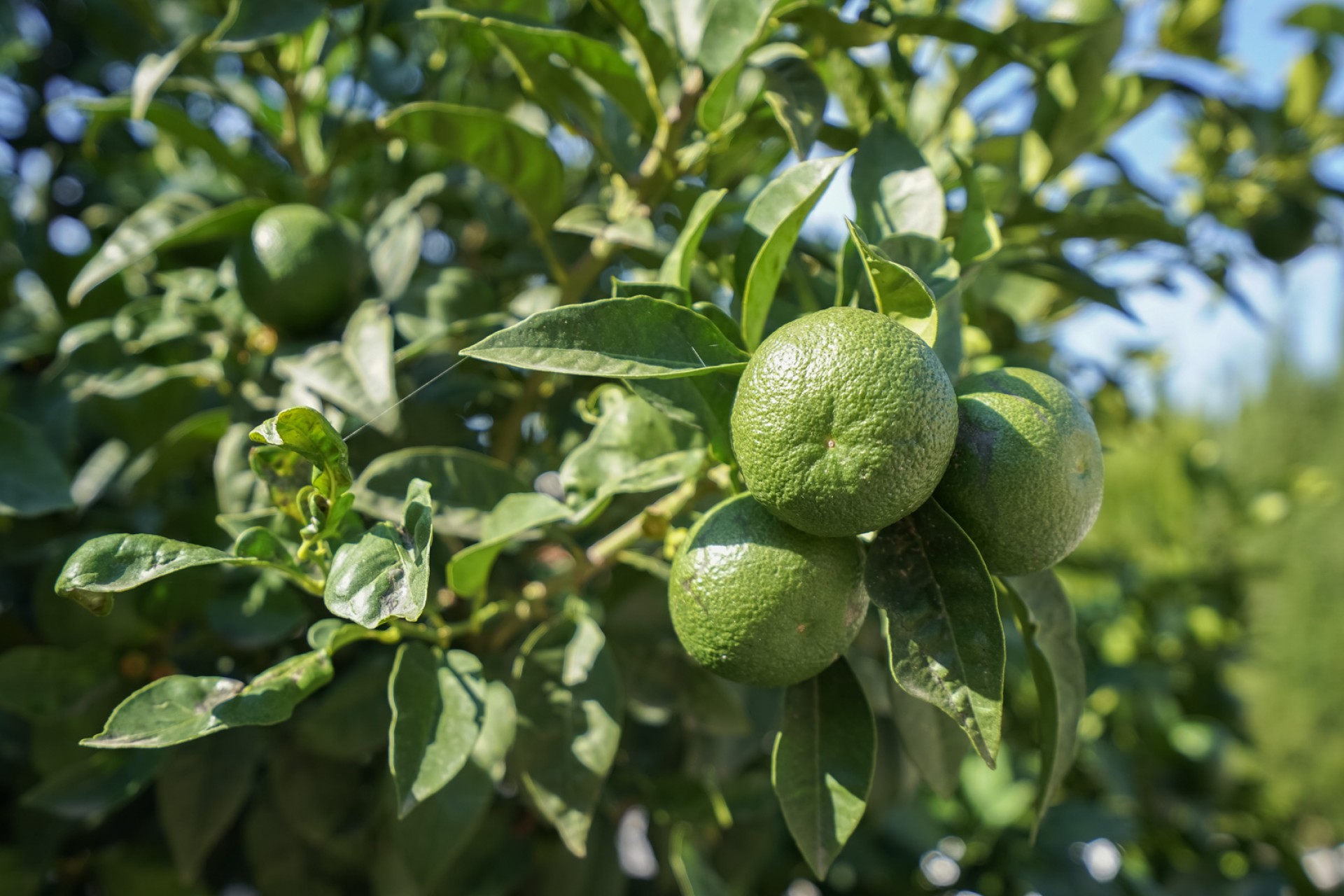 Resale - Villa -
Benissa - La Fustera