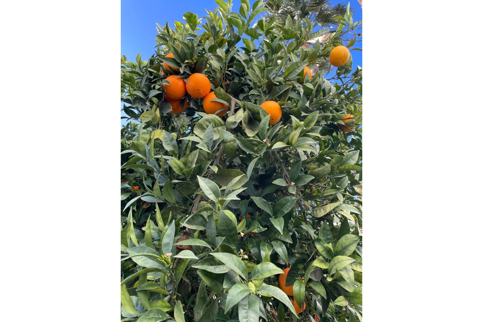 Resale - Villa -
La Nucía - El Tossal - Bello Horizonte