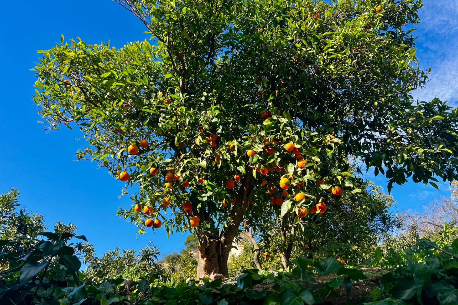 Resale - Villa -
Polop