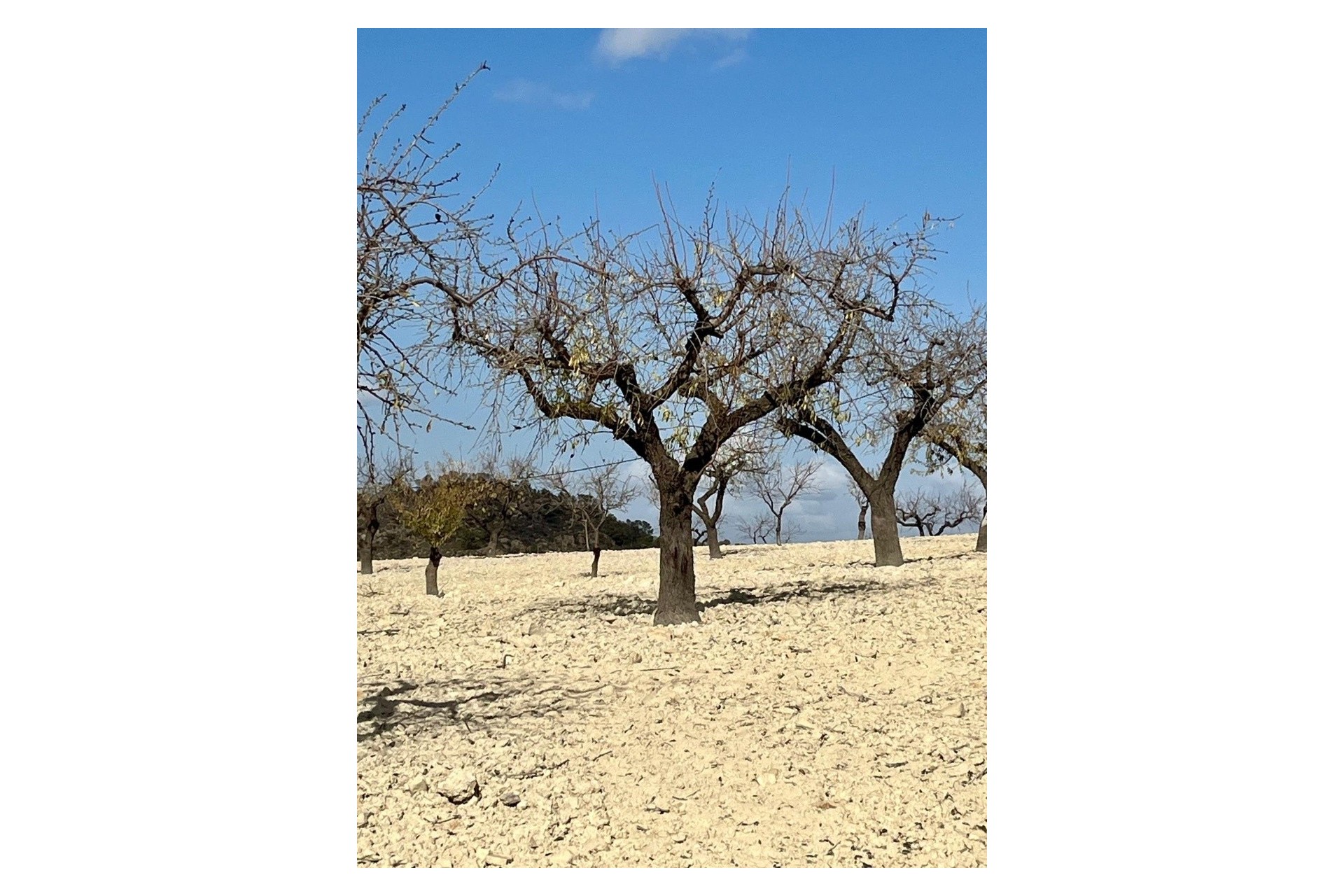 Reventa -  -
BULLAS - Costa Calida