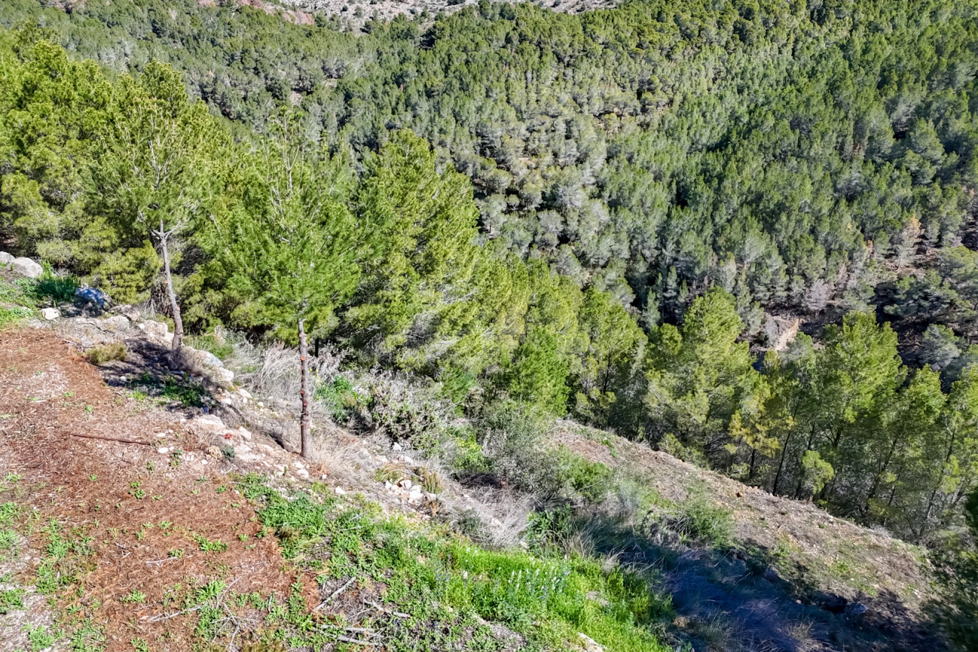 Reventa - Parcela -
Altea