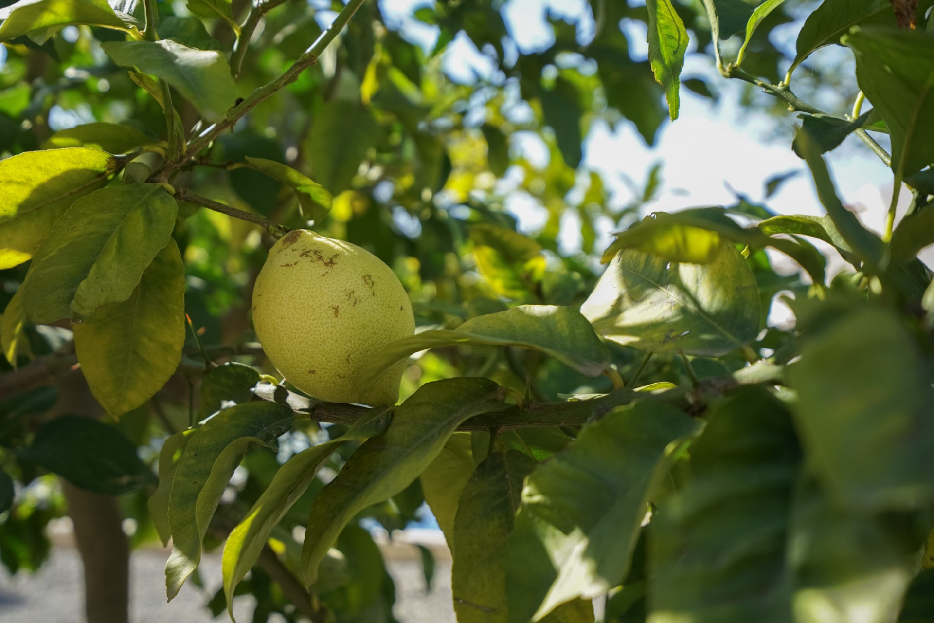 Reventa - Villa -
Benissa - La Fustera
