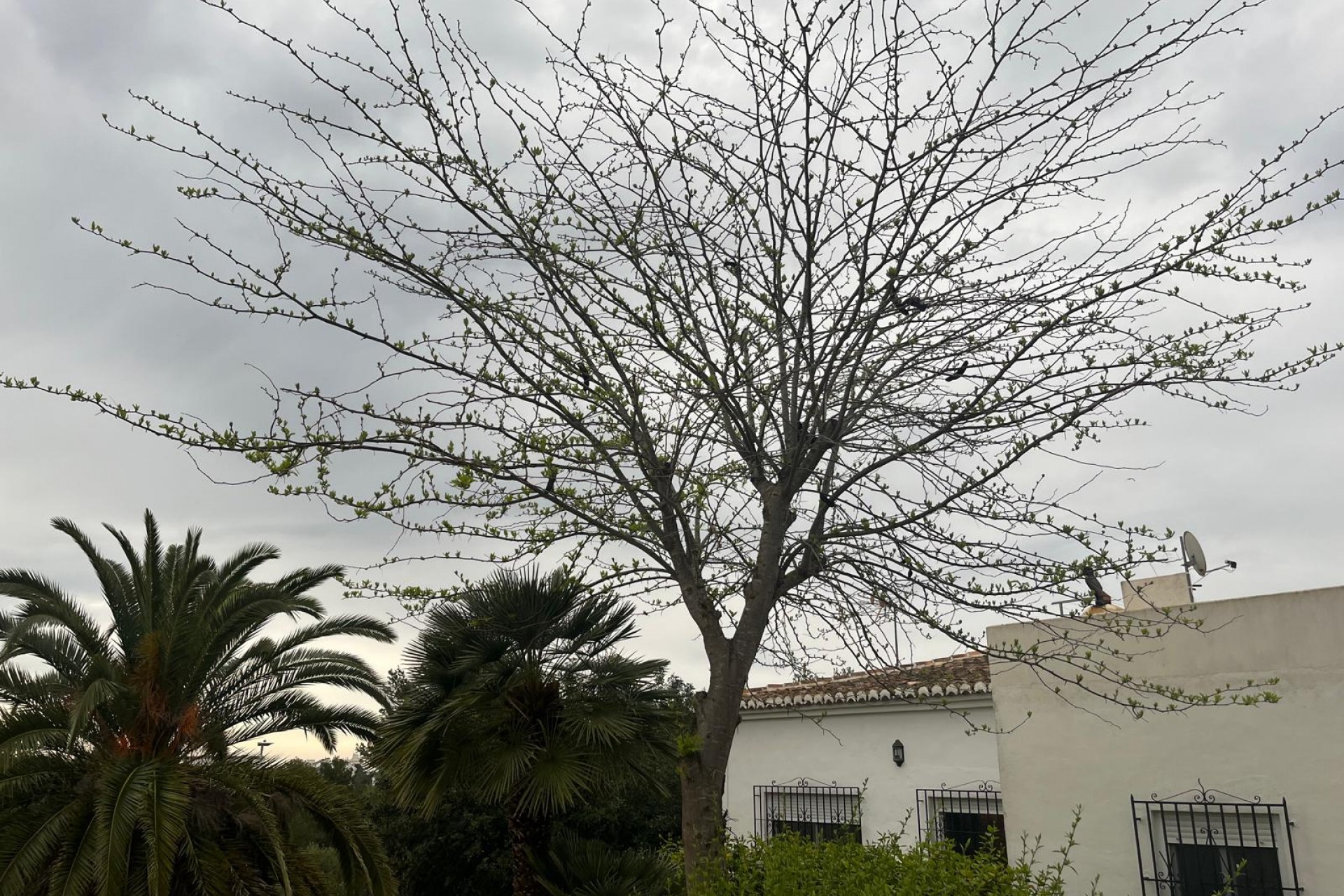 Reventa - Villa -
Jávea / Xàbia - Cap Martí - El Tossalet - Pinomar