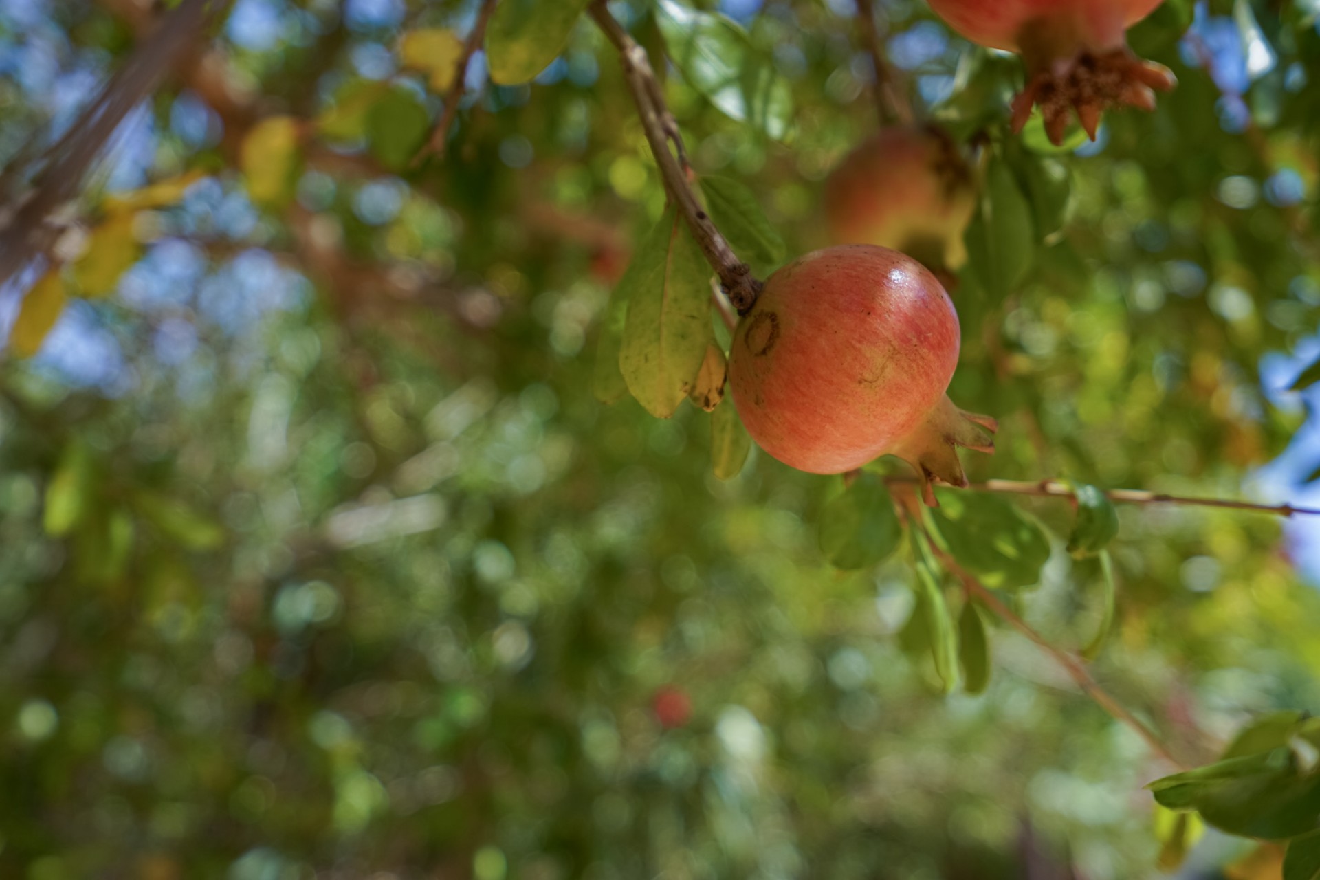 Reventa - Villa -
Jávea