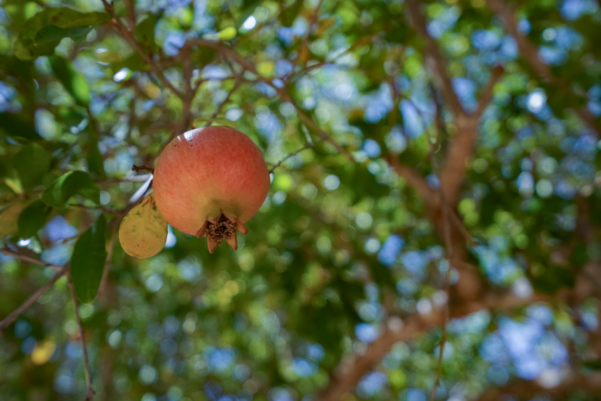 Reventa - Villa -
Jávea
