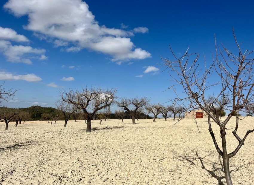 Revente -  -
BULLAS - Costa Calida