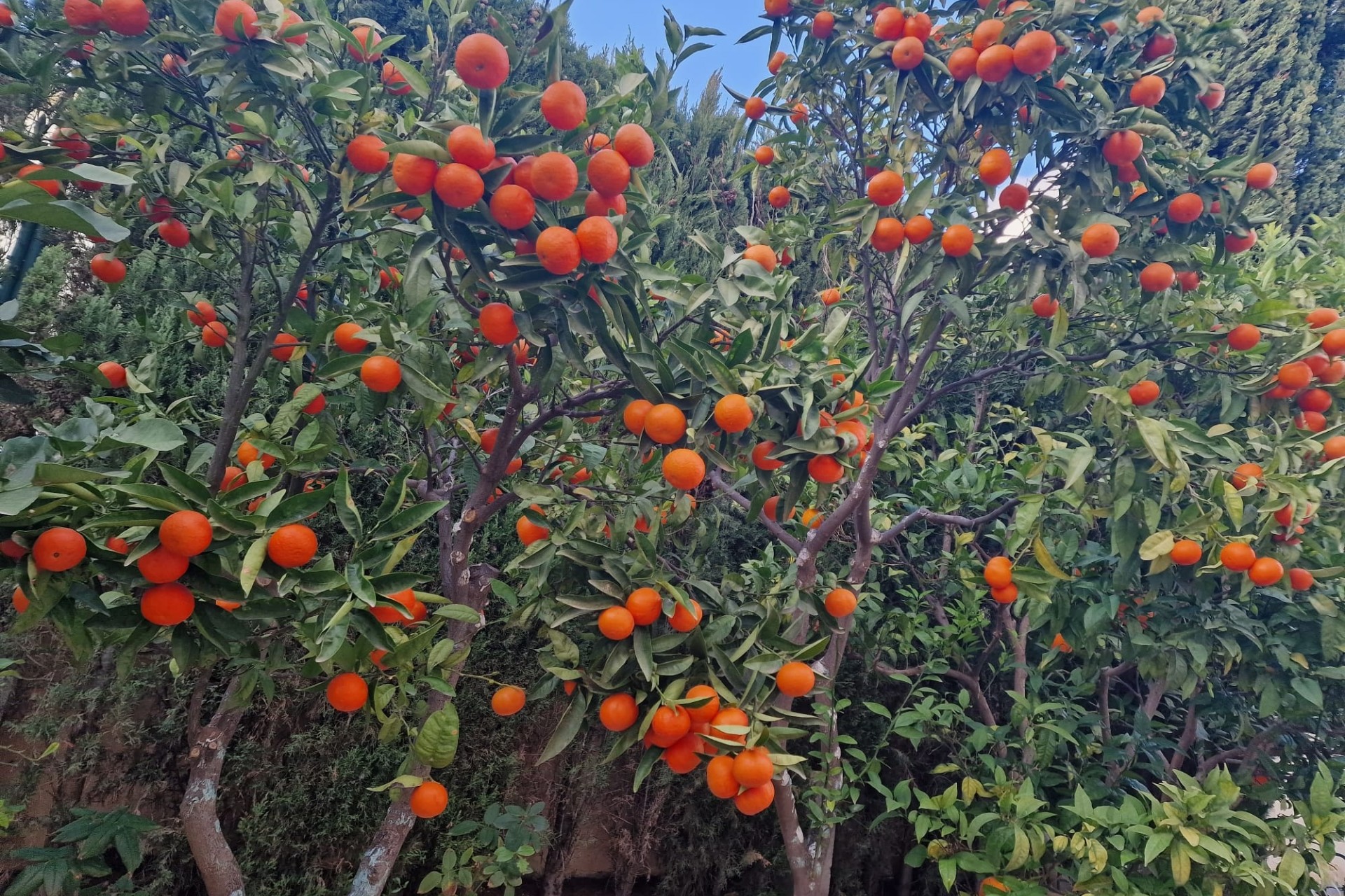 Revente - Villa -
Benitachell / El Poble Nou de Benitatxell - Cumbre del Sol