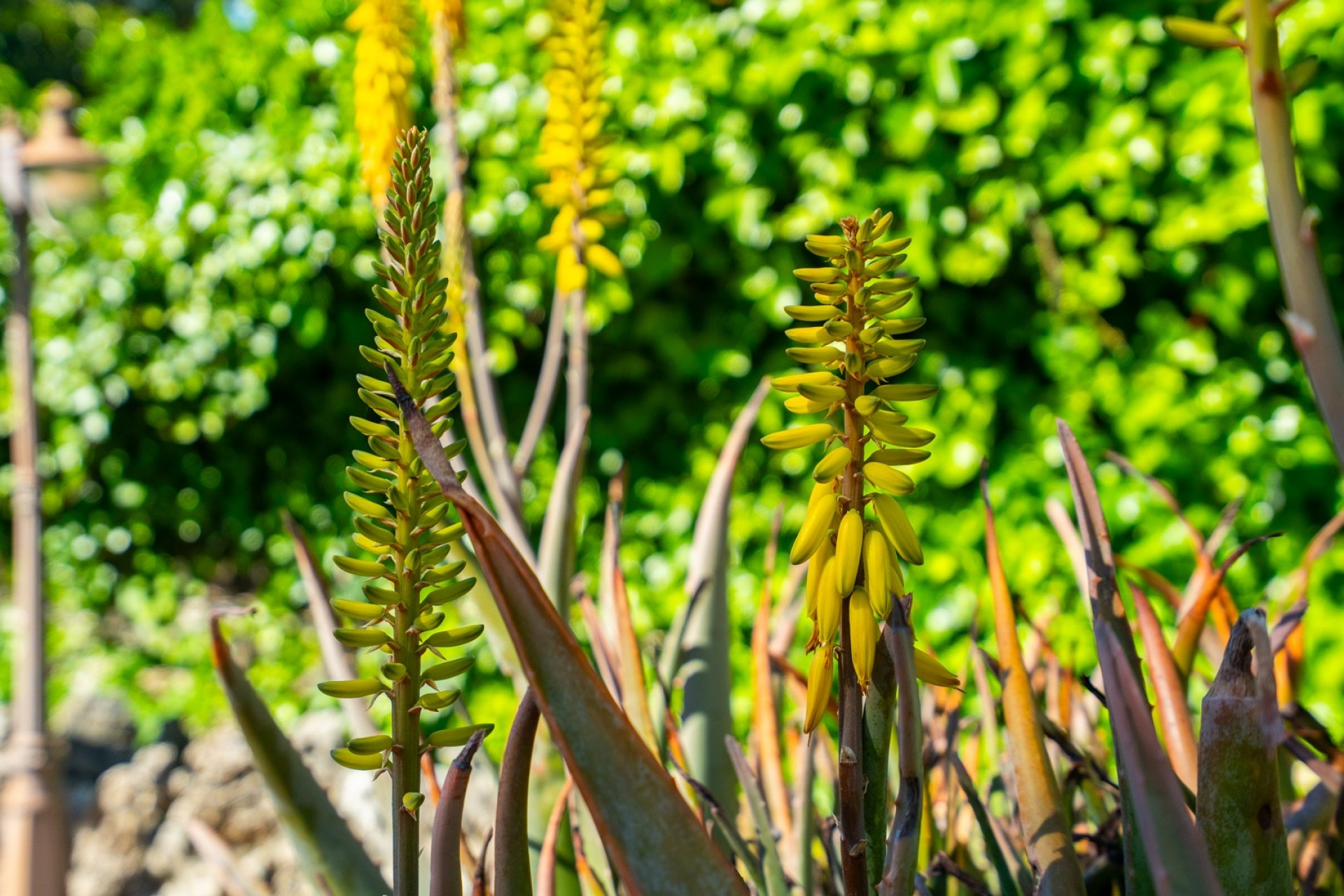Revente - Villa -
Jávea - Senioles