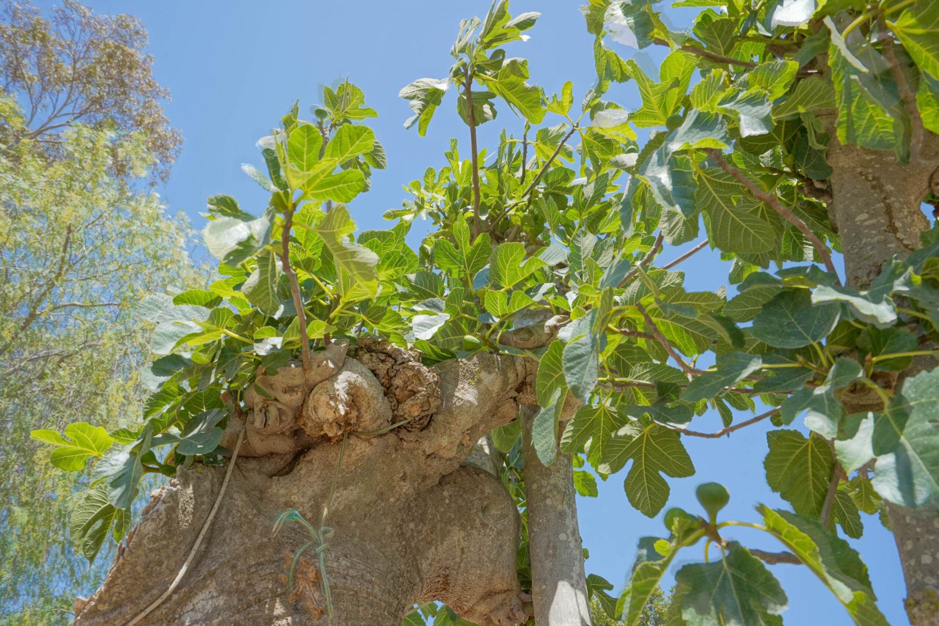 Revente - Villa -
Jávea - Tarraula