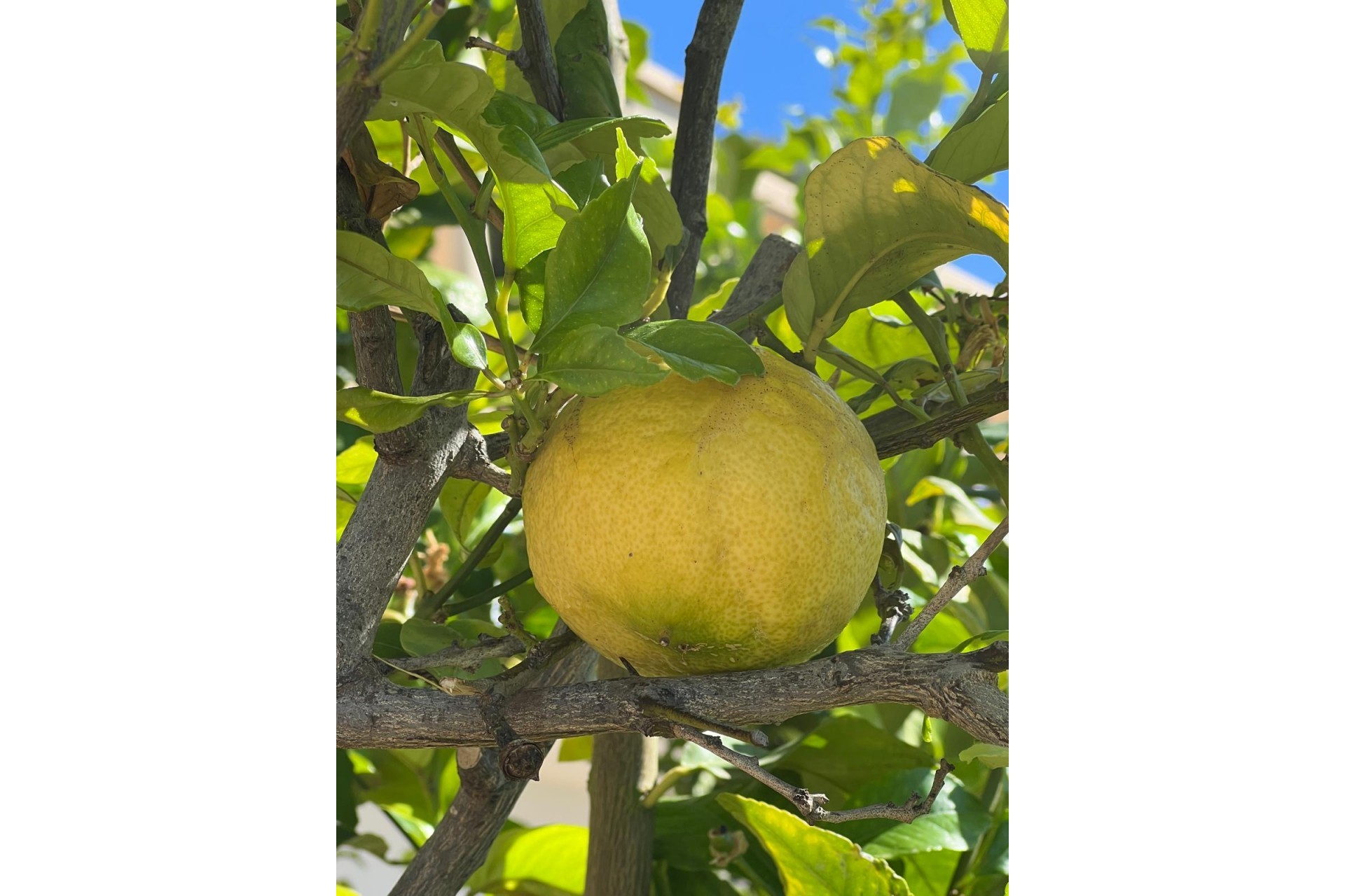 Revente - Villa -
Moraira - Benimeit - Tabaira