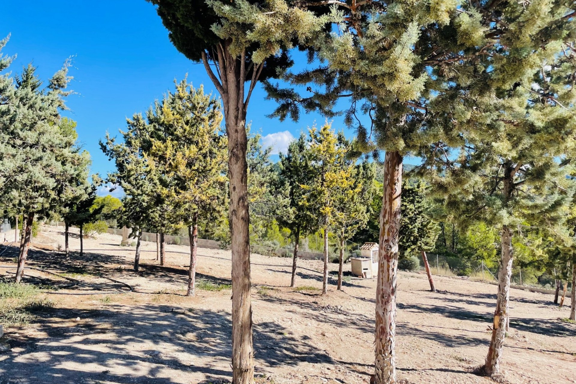 Rynek Wtórny - Dom wiejski -
Jijona