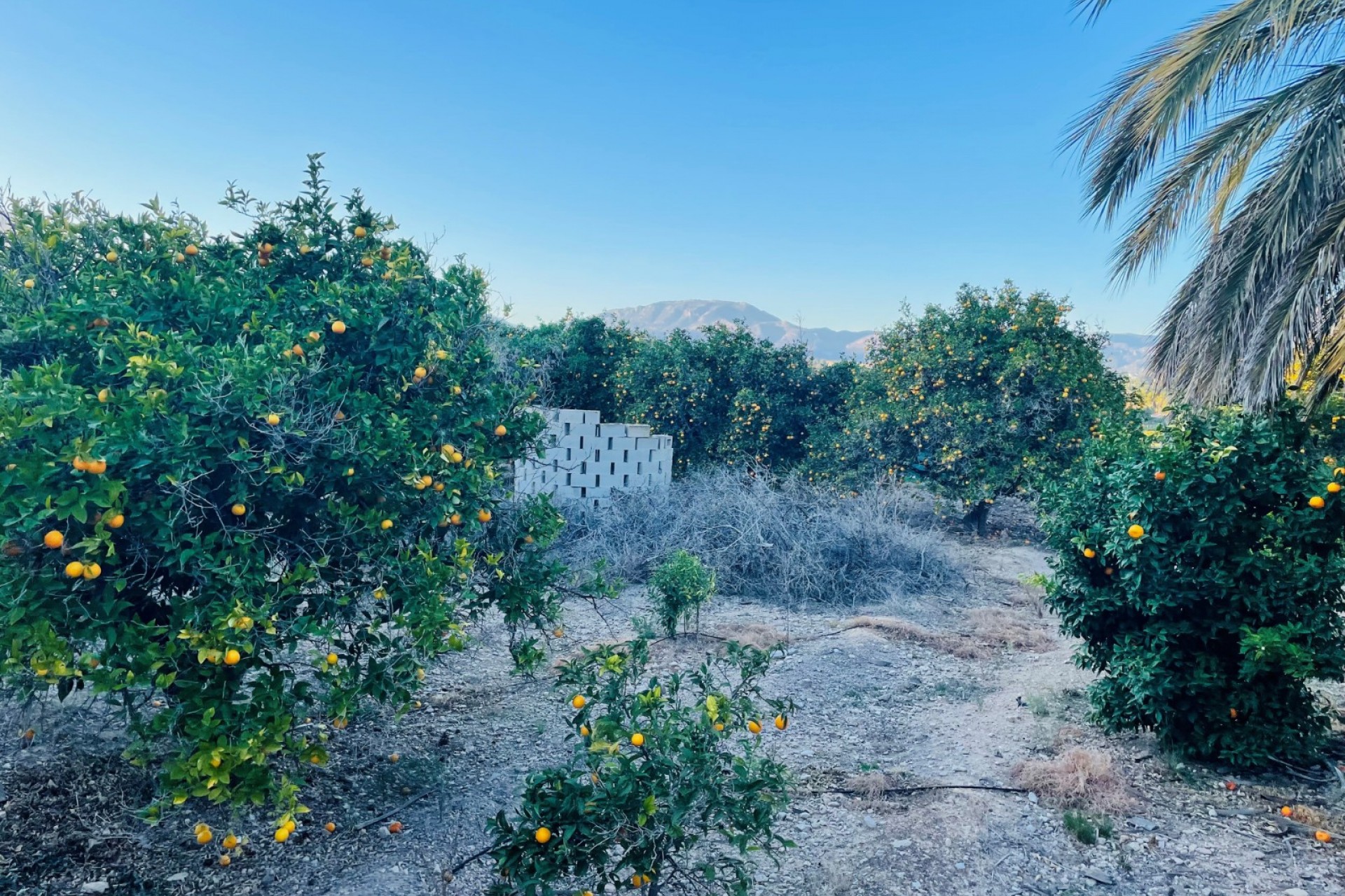 Rynek Wtórny - Działka -
Altea