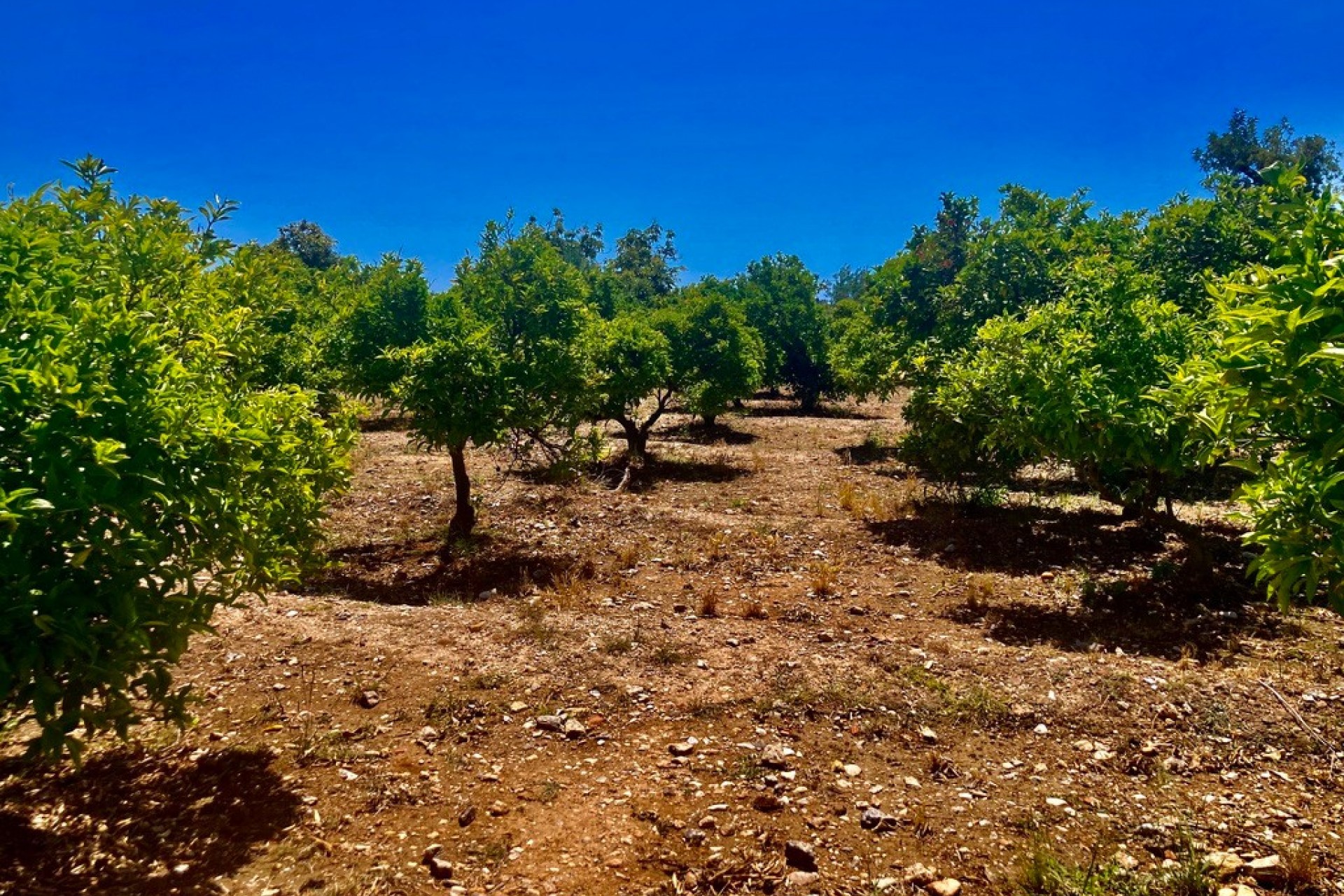 Rynek Wtórny - Finca -
Callosa De Ensarrià