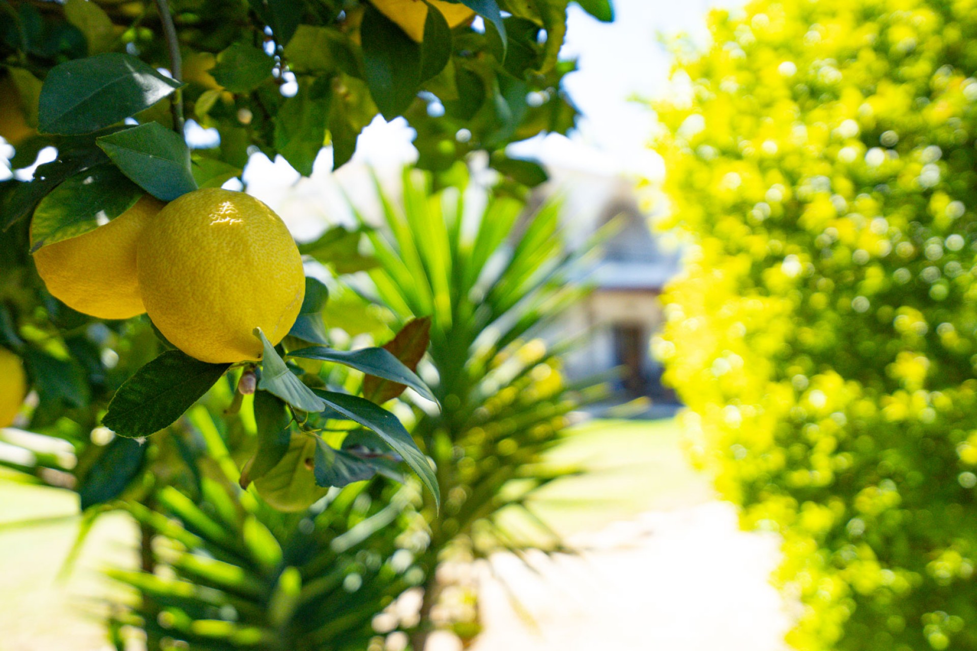Rynek Wtórny - Willa -
Denia - La Xara