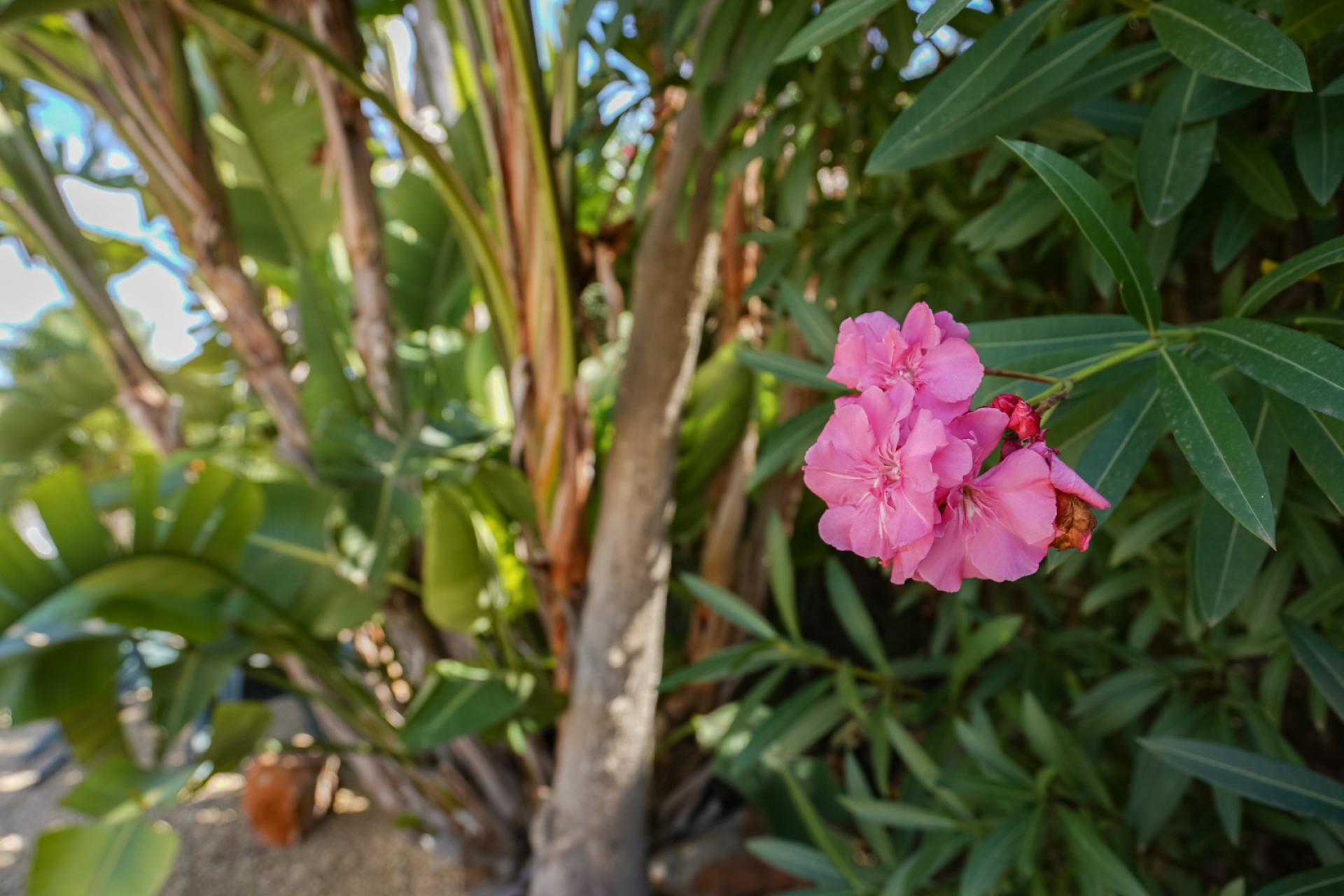 Wiederverkauf - Villa -
Jávea - Costa Nova