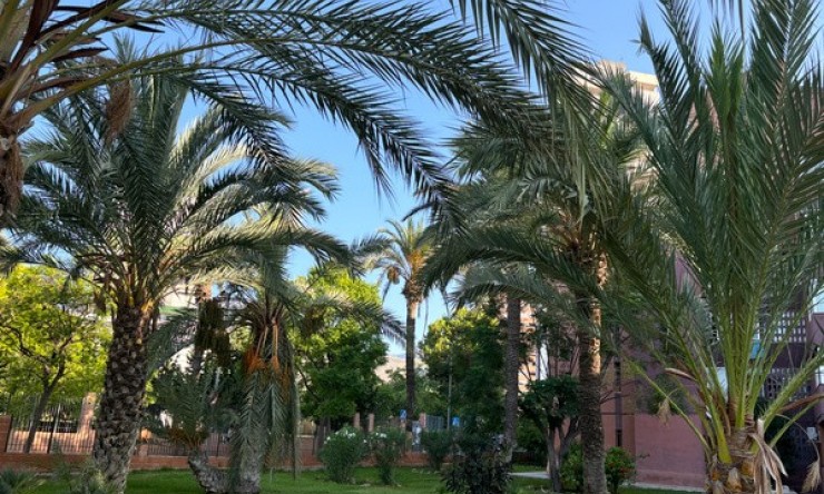 Rynek Wtórny - Apartament -
Benidorm