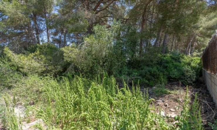 Reventa - Parcela -
Jávea - Costa Nova