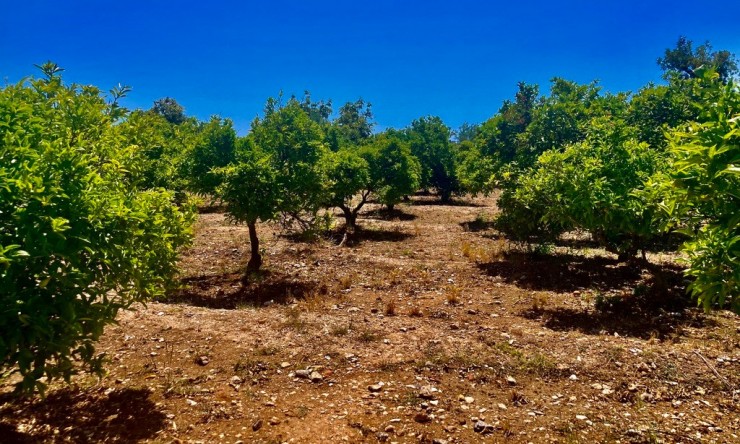 Rynek Wtórny - Finca -
Callosa De Ensarrià