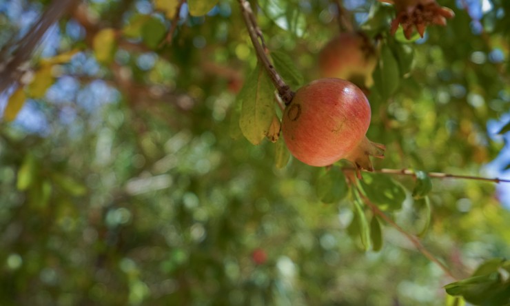 Reventa - Villa -
Jávea