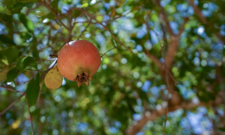 Reventa - Villa -
Jávea