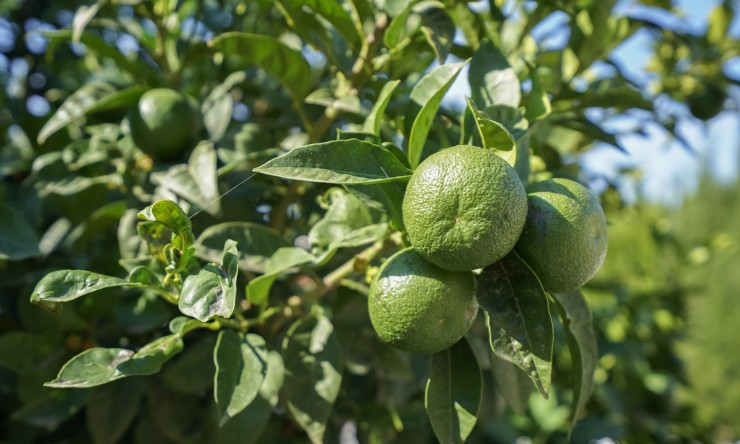 Herverkoop - Villa -
Benissa - La Fustera