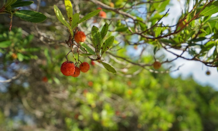 Herverkoop -  -
Jávea - La Lluca