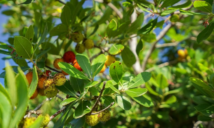 Herverkoop - Villa -
Jávea - La Lluca
