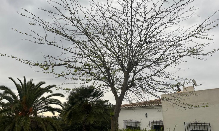 Herverkoop - Villa -
Jávea / Xàbia - Cap Martí - El Tossalet - Pinomar