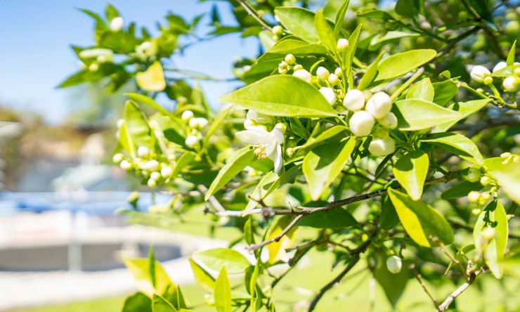 Wiederverkauf - Villa -
Denia - La Xara