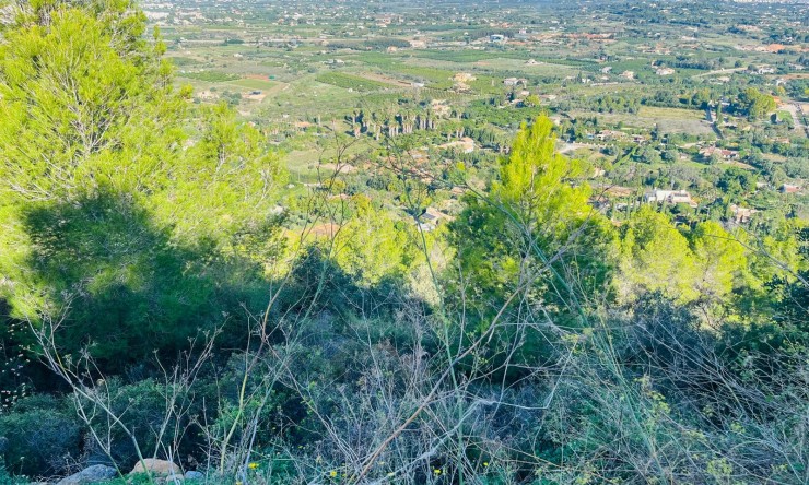 Revente -  -
Pedreguer