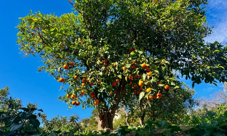 Resale - Villa -
Polop