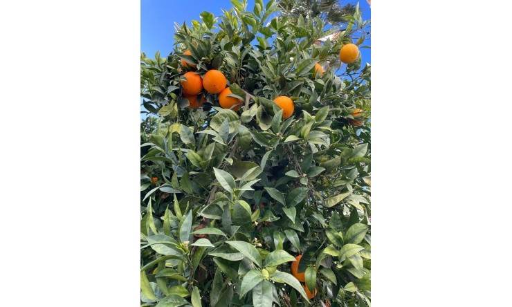 Resale - Villa -
La Nucía - El Tossal - Bello Horizonte