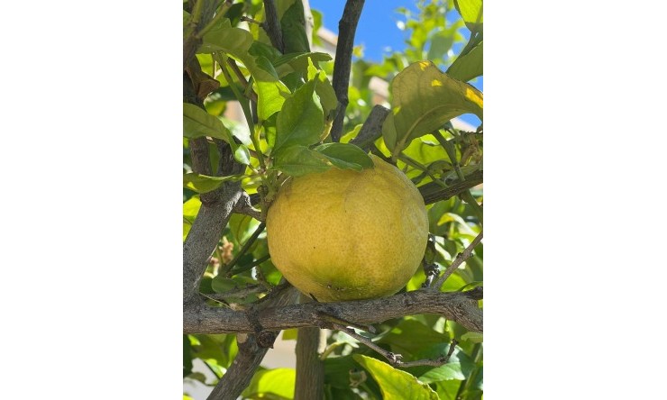 Resale - Villa -
Moraira - Benimeit - Tabaira