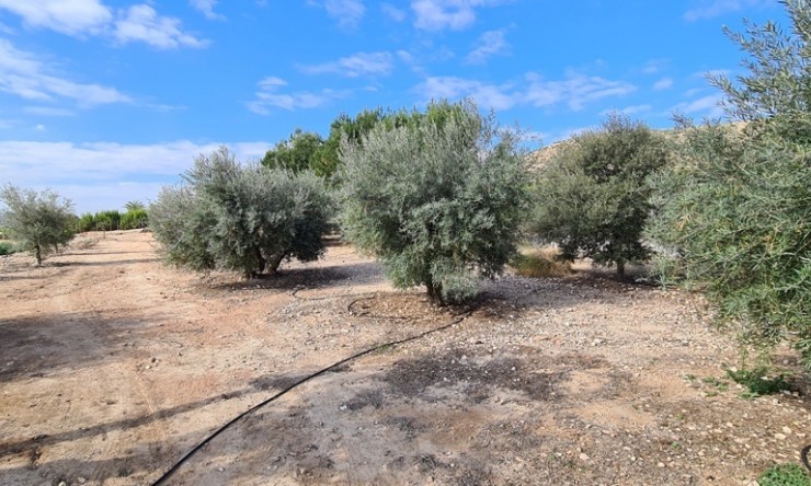 Revente - Villa -
ORIHUELA - La Matanza