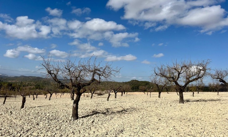 Wiederverkauf -  -
BULLAS - Costa Calida
