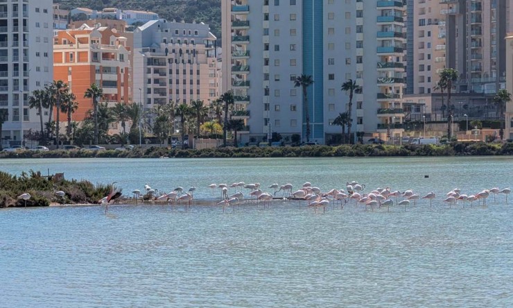 Reventa - Villa -
Calpe