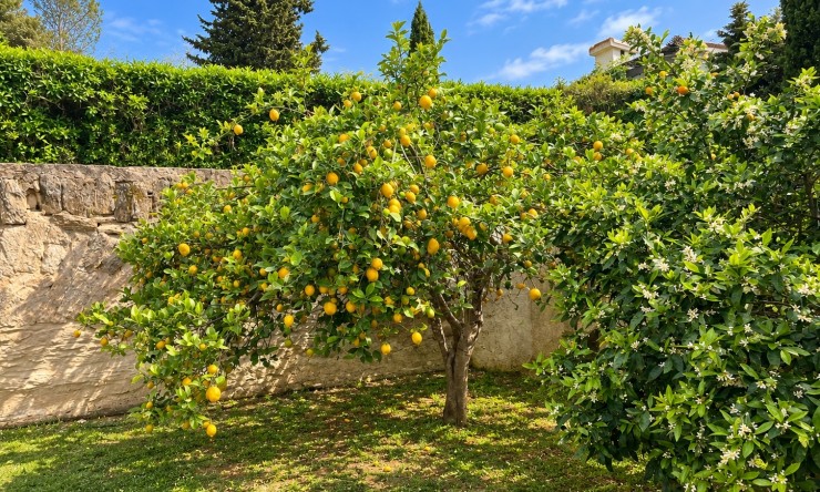 Resale - Villa -
Jávea / Xàbia - Cap Martí - El Tossalet - Pinomar