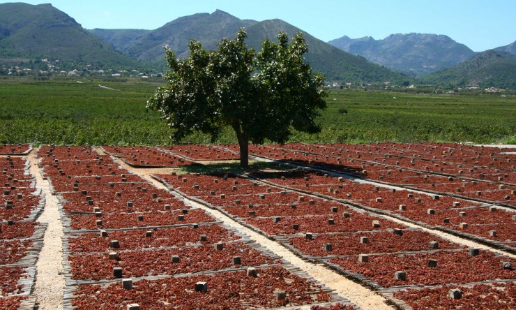 Nouvelle construction - Villa -
Lliber