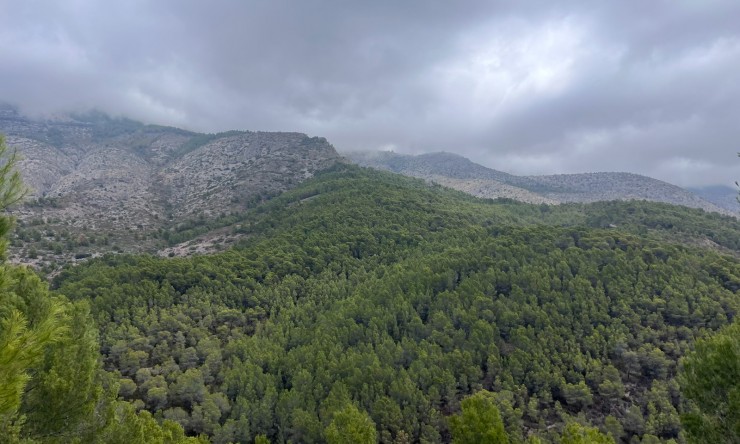 Revente - Tracé -
Altea